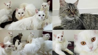 Doll Face Persian Cats & Persian Kittens  Persian Cattery