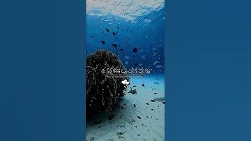 القران الكريم ما شاء الله