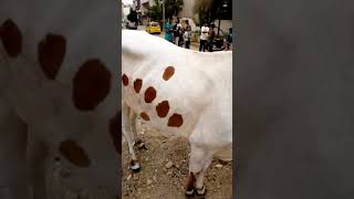 cow slaughter