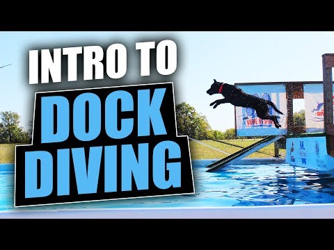 Video: Ит спортунун бузулушу: Dock Diving