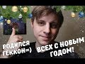 С Новым Годом! Начали вылупляться гекконы!