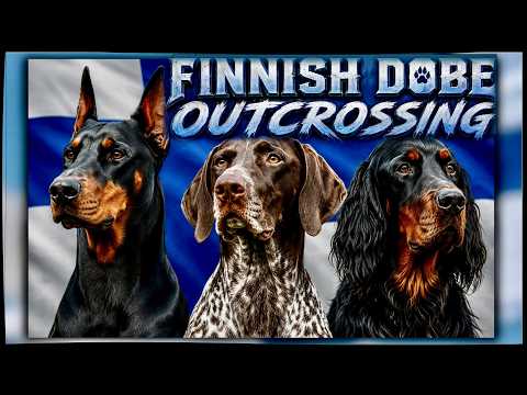 Finland's new program to save the Doberman: An interesting choice of outcrosses