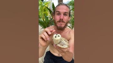 Is dit een ECHTE banaan?