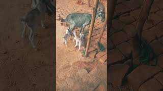 Black# Bangal# Bakri# for# babie#wait #for #and#and#funny#shortvideo 