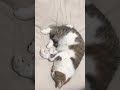 ねこ #cat #猫のいる暮らし #ねむい