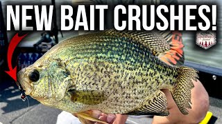 CRUSHING Crappies on NEW BAITS - Fish Can't Say NO!!