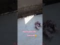 granite border design #shorts #ytshorts #bajrangbali Tiles