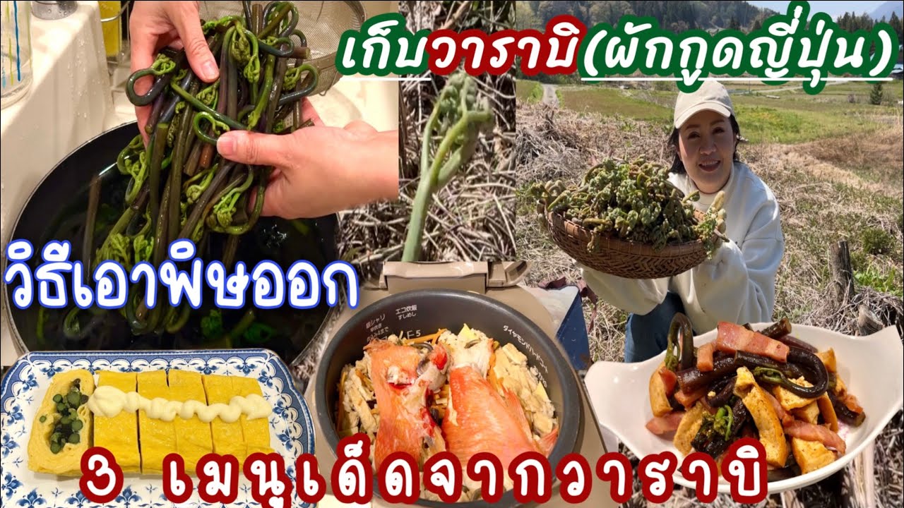 เก็บผักวาราบิ(ผักกูดญีปุ่น) ทำอาหารญี่ปุ่น 3 เมนูเด็ด  | วิธีการล้างพิษก่อนทำอาหาร