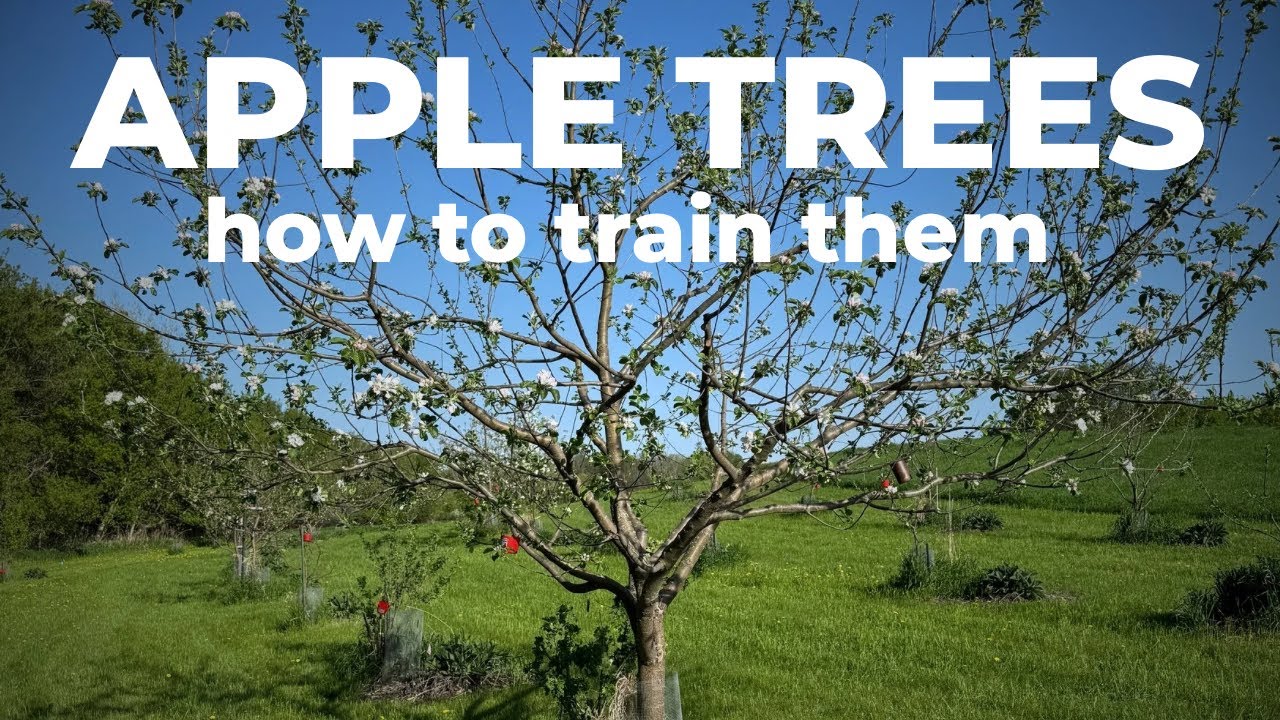 How to TRAIN APPLE TREES for less disease and more fruit
