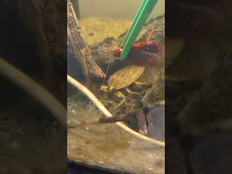 Giant Water Bug Attacks Cockroach!