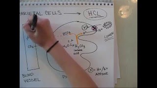 How do parietal cells make hydrochloric acid (hcl) in the stomach?