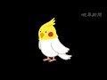 ミッキーマウスマーチ(?)を歌うインコ 岐阜南署で保護 毎日朝礼前に歌う