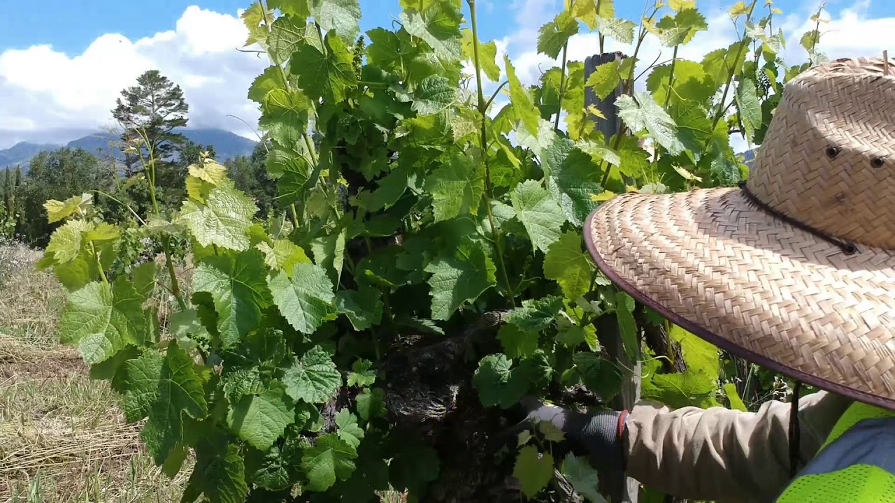 Thinning Shoots and Flowering at Tedeschi Family Winery