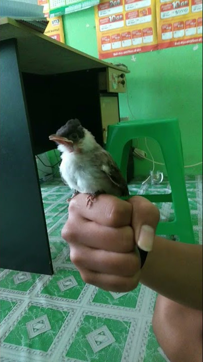 joget antuk antuk