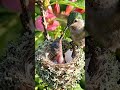 Ruby-throated Hummingbird Egg Hatching Timelapse — 16 Days in 23 Sec