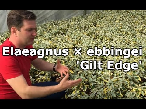 Elaeagnus × ebbingei 'Gilt Edge' - Sárga-tarka levelű ezüstfa - YouTube
