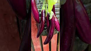 #Bottle gardening ideas for home #growing eggplant in plastic hanging bottles #eggplant