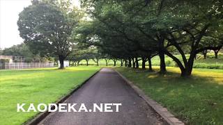 【レビュー数ダントツ】ActyGoのスマホレンズ（広角・魚眼）は使えるのか？スタビライザーとiPhoneXで検証。