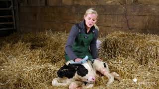 Calf Management Tips: Newborn Calf Protocol in the Maternity Pen