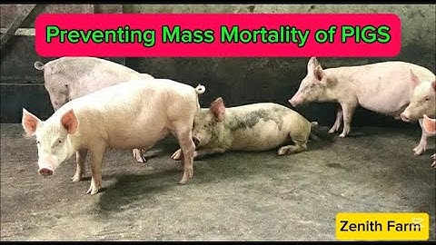 How To Prevent Mass Deaths Of Pigs