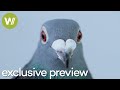 HIGHFLYERS - The Big Business of Pigeon Racing | Exclusive Preview