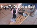 WARNING GRAPHIC! How to DISBUD a GOAT