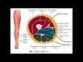 Adductor Group | Origins, Actions, Innervations, & Actions