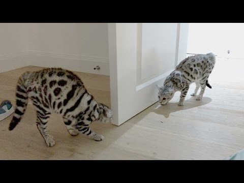the-most-tense-build-up-to-a-bengal-cat-fight