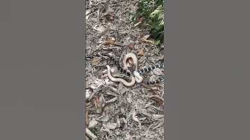 2 con rắn đang quấn nhau #bắt_rắn #digging_a_hole_to_catch_snake #snake_trap #săn_bắt