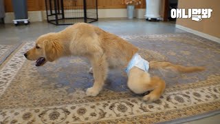 Miracle That Happened to a Crippled Retriever