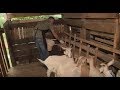 Produtor investe no leite e no queijo de cabra - Negócios da Terra (17/12/18)