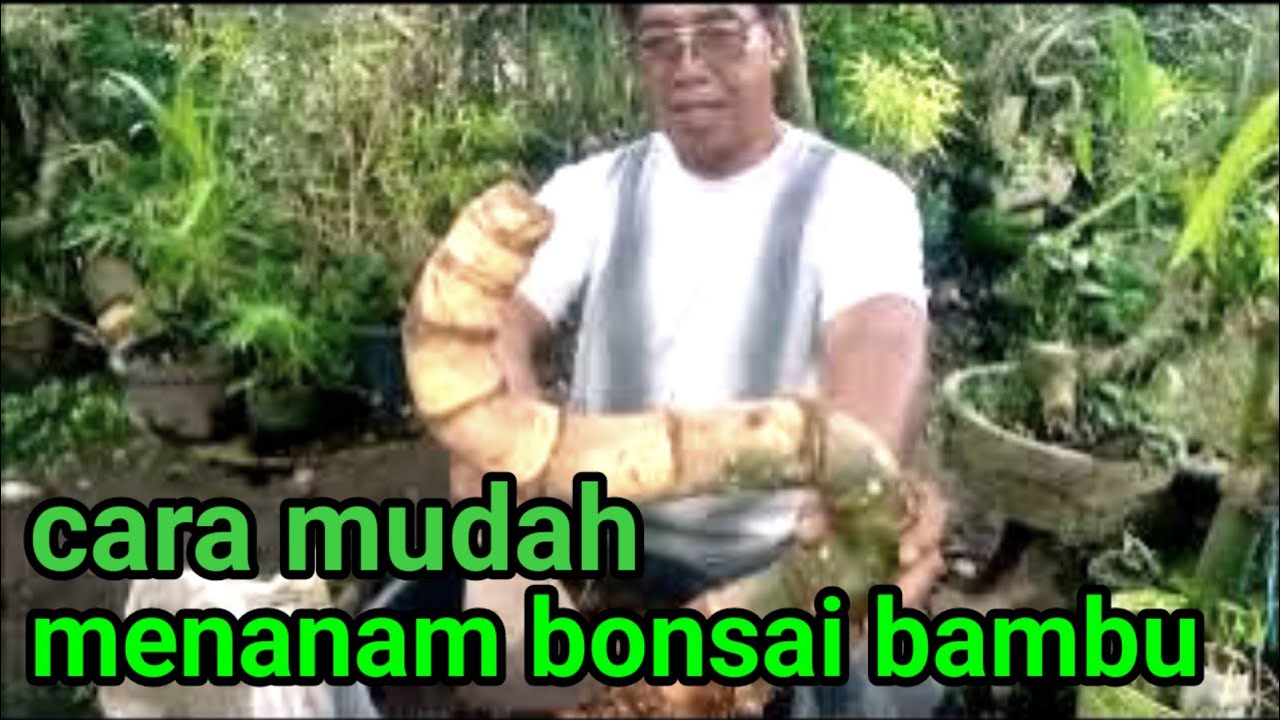 Cara mudah menanam bonsai bambu @sharkpri