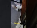 Persian Cat   #shortvideo#youtubeshorts#viral#shors#ytshrts#mukund