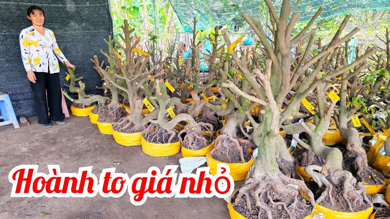 Chị Vân📲 0369116270 Mai giảo Thủ Đức đế đẹp giá rẻ 7/3 Chợ Gạo (@Maivàng Quê Dừa)