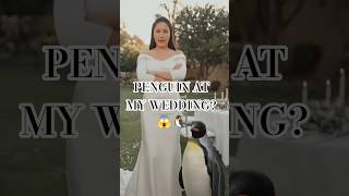 Wedding Day Surprise!🐧💍Ι |Penguin Crashes the Wedding 😂. #shortvideo