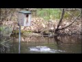 Wood Duck and Merganser fight for nest space