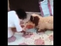 اجمل بوسه على الرقبه   مع اغنيه على حاضي لمصخم   انا شايل حمل نجومي
