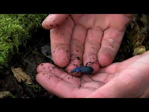 Video: Rasjonelt Fokus På Naturen