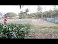 Beautiful Vegetables Garden | কেমন থাকে প্রথম অবস্থায় সবজি বাগানের দৃশ্য