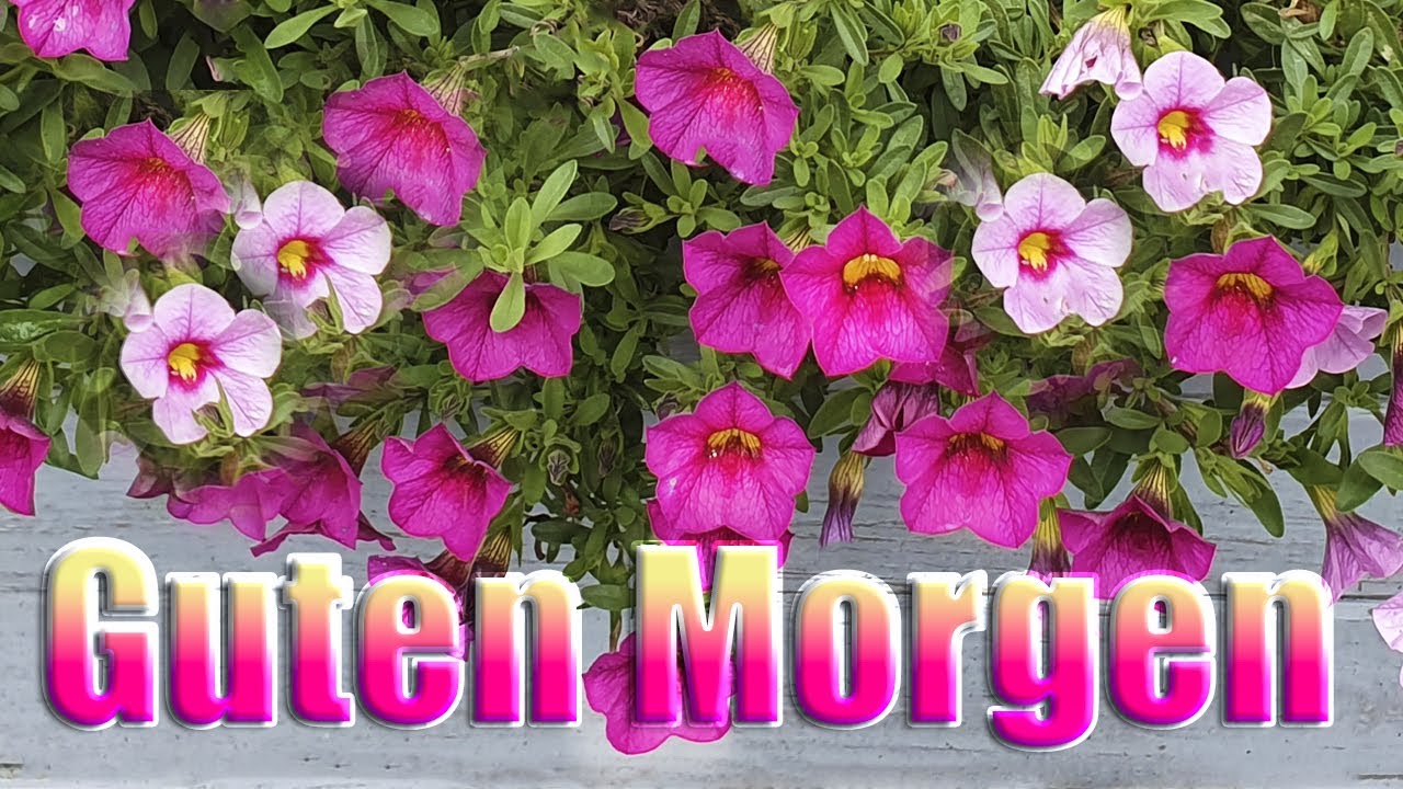 New Update Guten Morgen🌞☕ Wünsche Dir einen schönen Tag... Liebe Grüße für Dich...