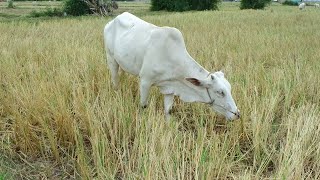 The White Cow Videos In Farm, My Cow Eating Food Videos In Field Rice, Lrrnooom Life
