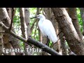 Burung Kuntul Salju Di Alam (Egretta Thula)