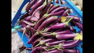 This eggplant is amazing why so many butterflies #shortsvideo