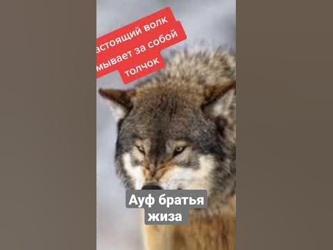 ауф цитаты великих #ауф #ауе #волк #волки - YouTube