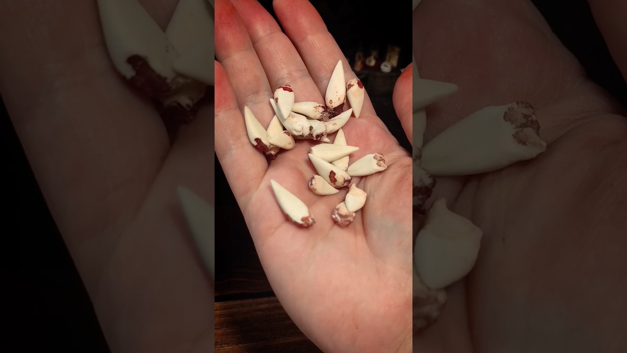 Заготовки ) будут вампирские кубики для днд 🩸