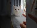 I'm going to find Eira. 🐱👈🏻😾 #cat #funny