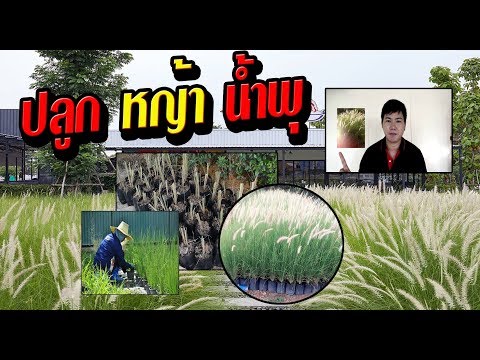 วีดีโอ: วิธีการปลูกหญ้าแพมพัส – เคล็ดลับในการปลูกหญ้าแพมพัส
