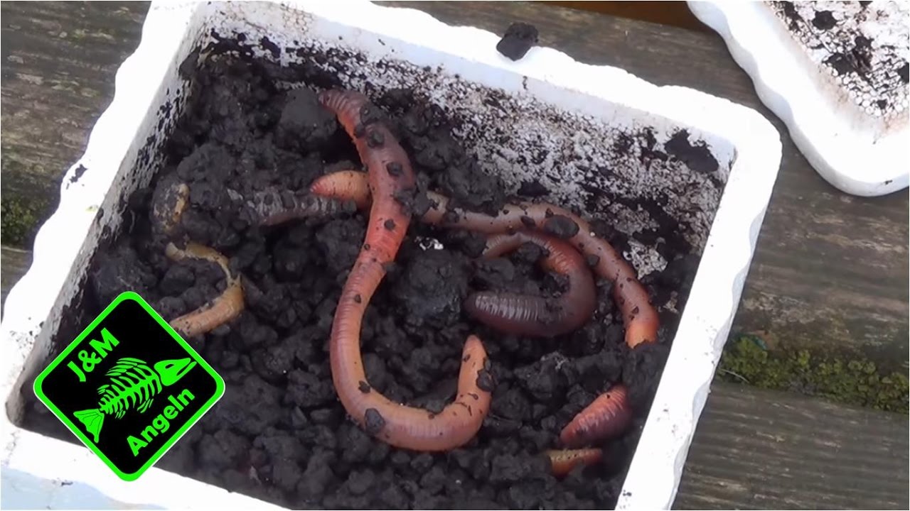 Zielfisch Aal - Nachtangeln mit Wurm - YouTube