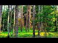 Enchanting Forest Birds Singing 🌲 | Deep Calming Sounds for Restful Sleep