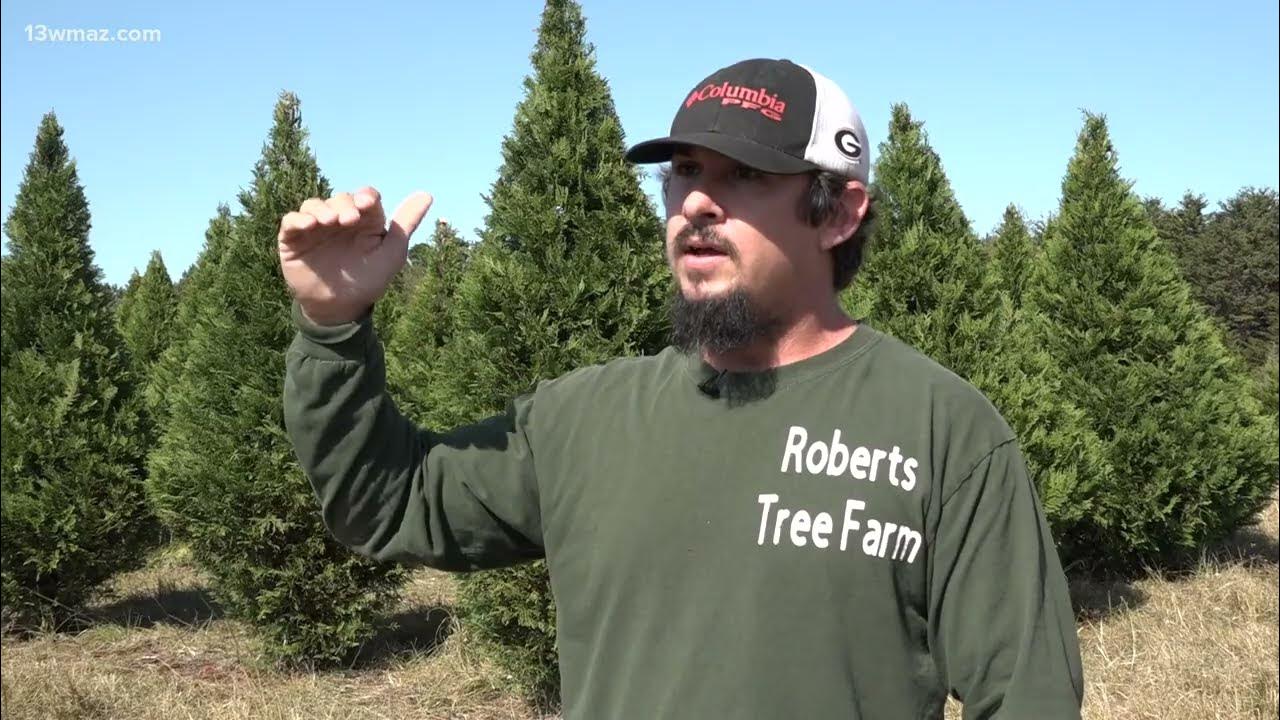 How to make your real Christmas trees last until Christmas YouTube